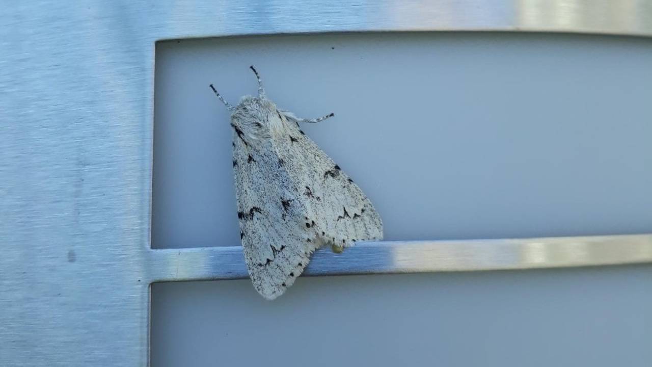 De vlinder met de opvallende naam schaapje (foto: Martien van Helmond).