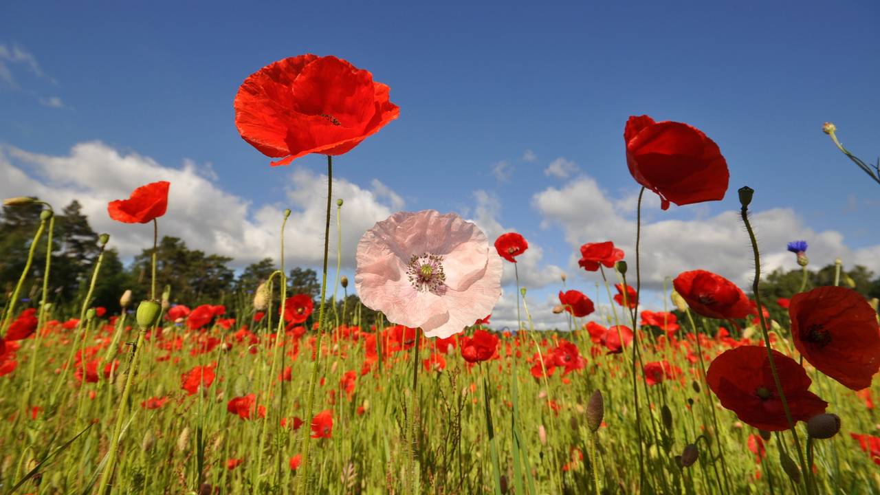 Vriendelijk lenteweer in Budel (foto: Ben Saanen).