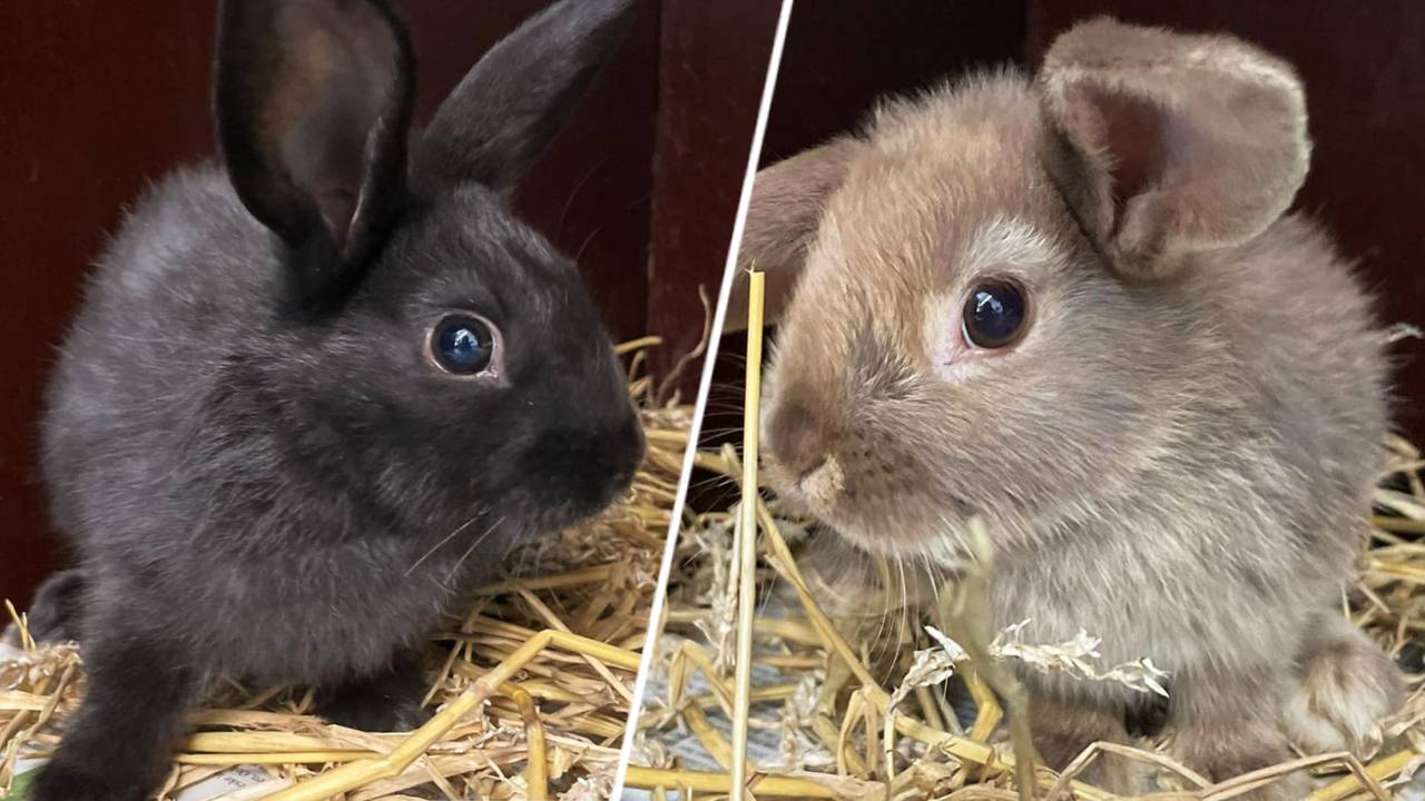 Wie wil deze schatjes adopteren? (foto: opvangcentrum De Maashorst).