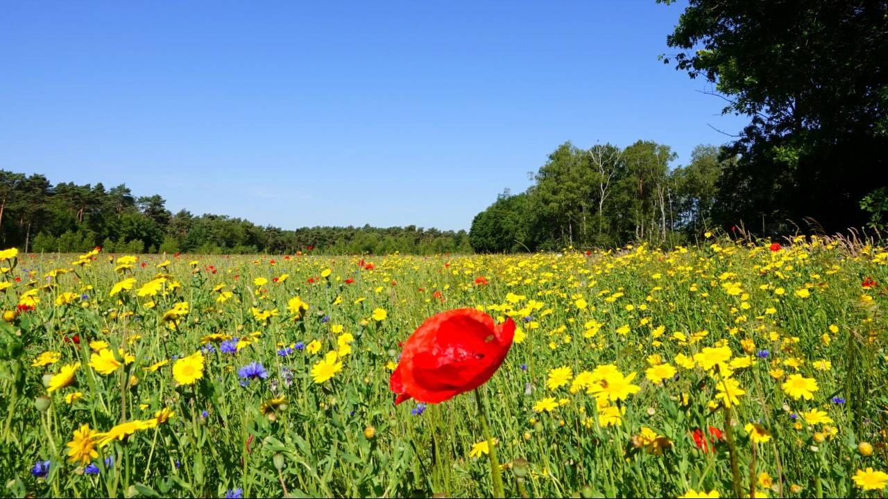 Zaterdag wordt het lekker warm (foto: Ben Saanen).