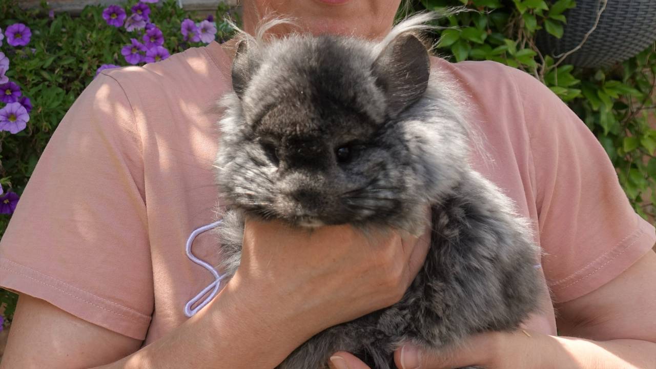 Een van de chinchilla's van Nancy. Foto: Nancy Borghouts.