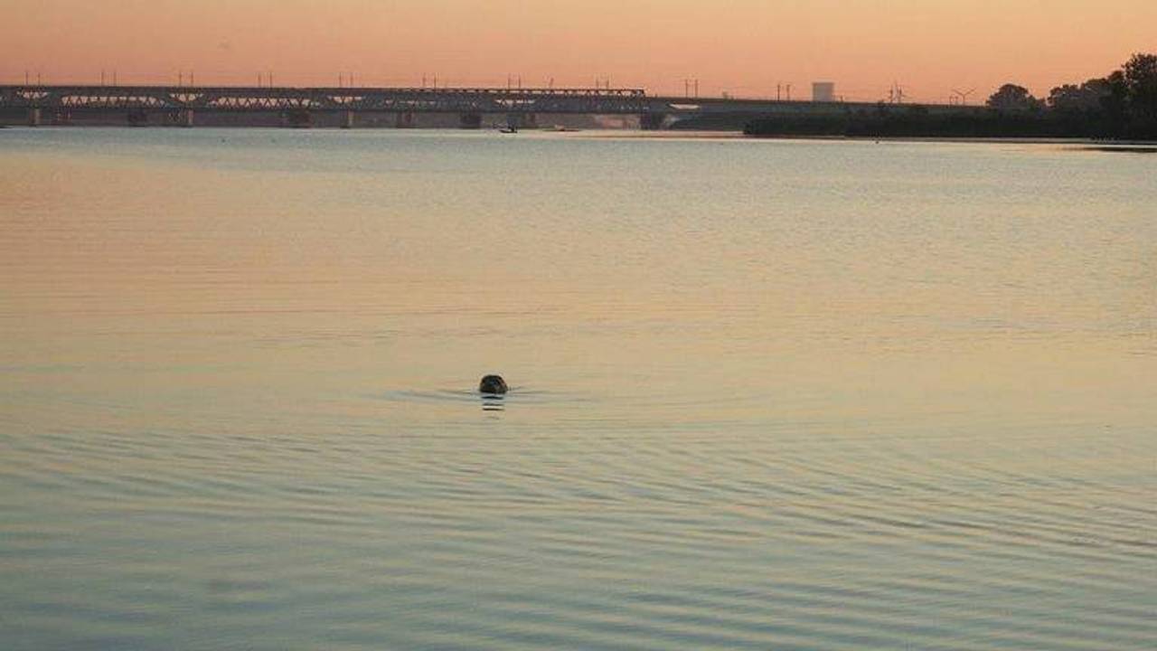De zeehond die in 2015 gespot werd bij de Moerdijkbruggen (foto: Bonno Bergman).