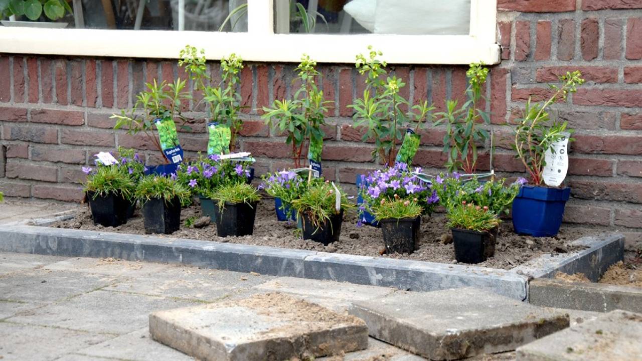 Er moet meer groen in wijken komen, vindt Natuur& Milieu (foto: Paula van Dooren).