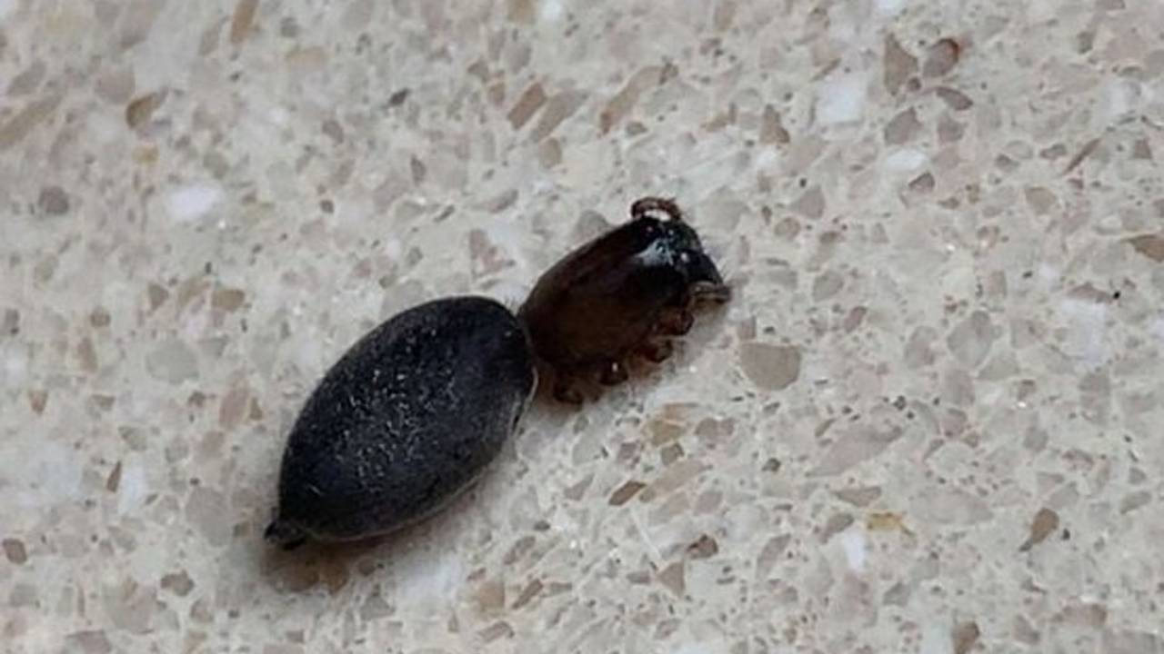 Spin die verlamd is door spinnendoder (foto: Melissa Brink)