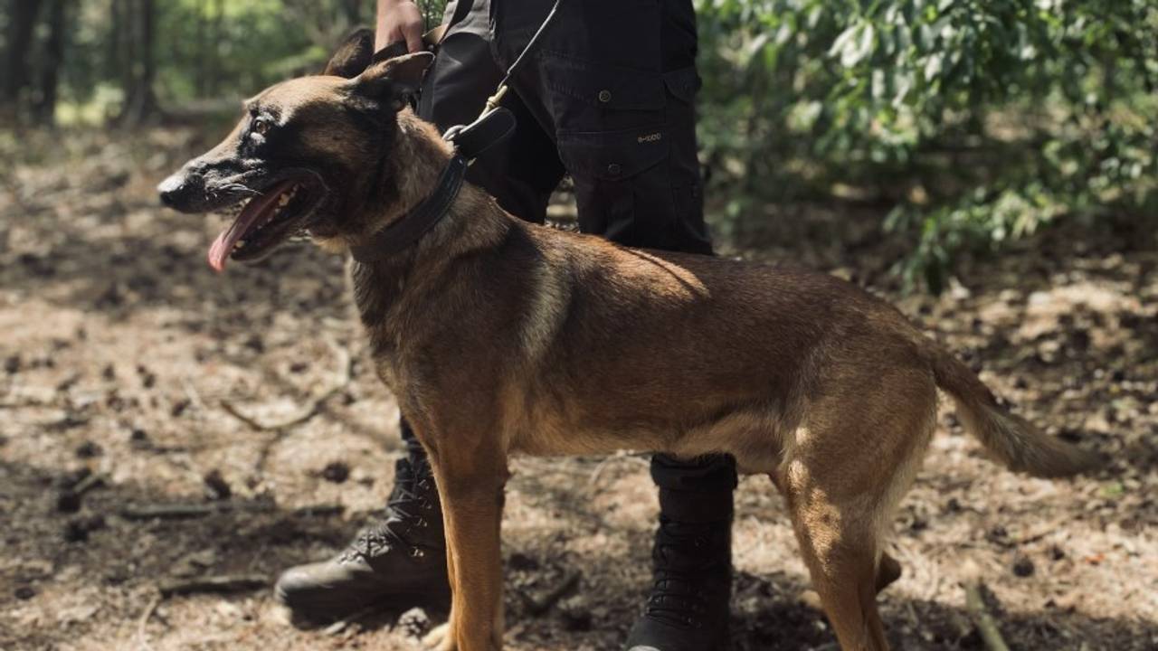 Bruno aan de lijn van zijn geleider Nick.