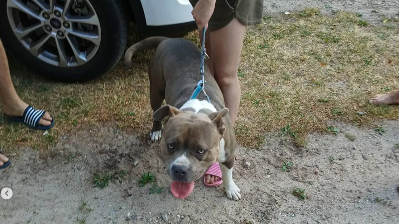 Foto: boastaatsbosbeheerbrabant/instagram