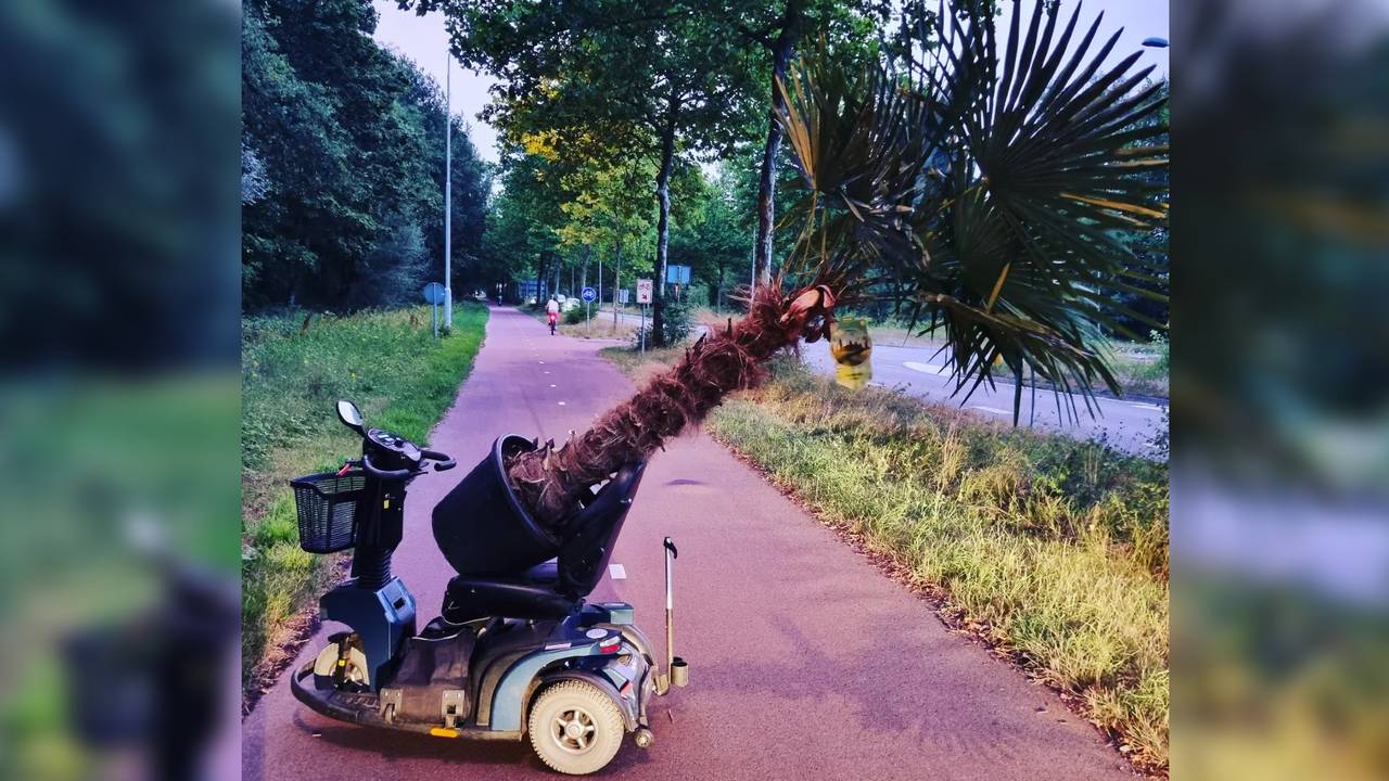 Man on scooter tries to steal huge palm tree worth 345 euros