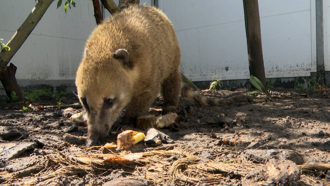 De rode neusbeer wordt getrakteerd op een ijsje.