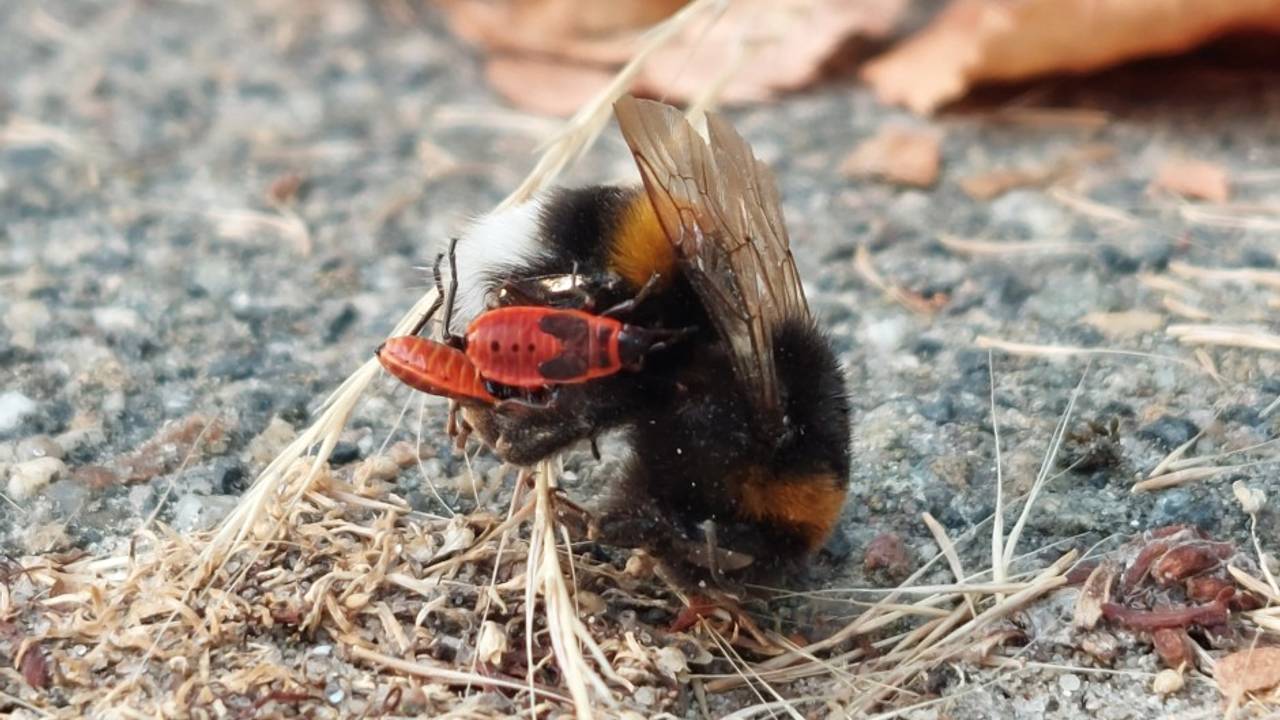 Vuurwantsnimfen zuigen een dode hommel leeg (foto: Ria Boertjes).