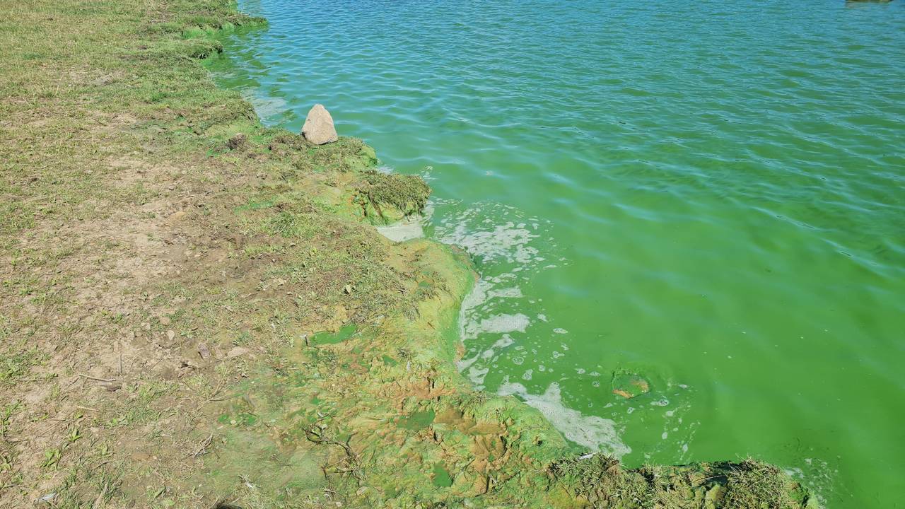 Het water heeft in gifgroene kleur in de Maas bij Cuijk (foto: Marvin Hop).