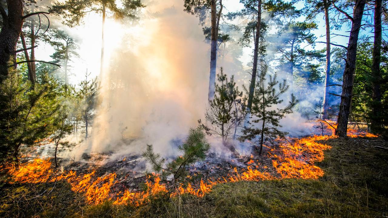 De tweede brandhaard in de bossen bij Waalre (foto: SQ Vision).