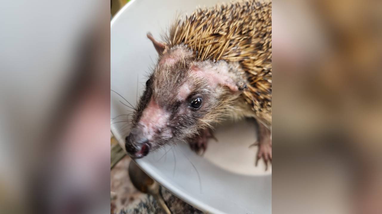 Het hoofdje van deze egel is al bijna genezen.