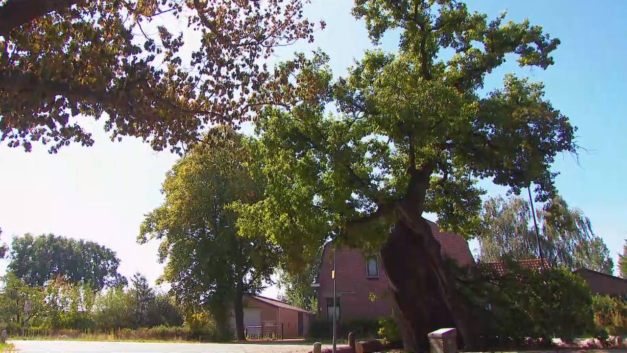 Eik in Den Hout is 500 jaar ouder dan gedacht en misschien zelfs de oudste Omroep Brabant