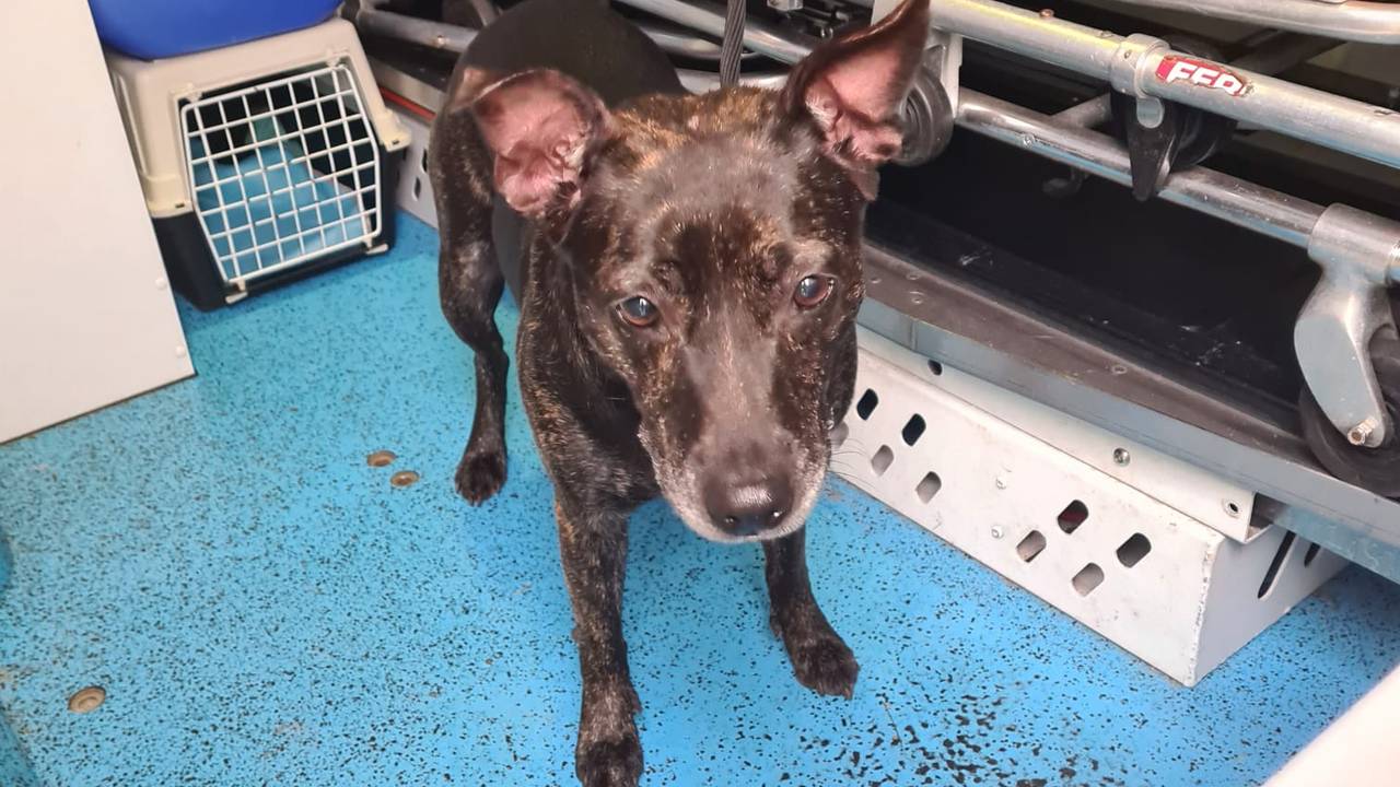 Daisy is inmiddels veilig overgebracht naar een noodopvang (foto: Dierenambulance Brabant Noord-Oost).