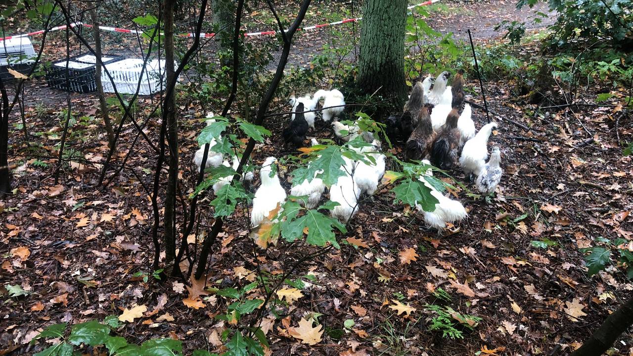 De loslopende kippen gaan in de klaarstaande kisten (foto: Erik de Jonge)