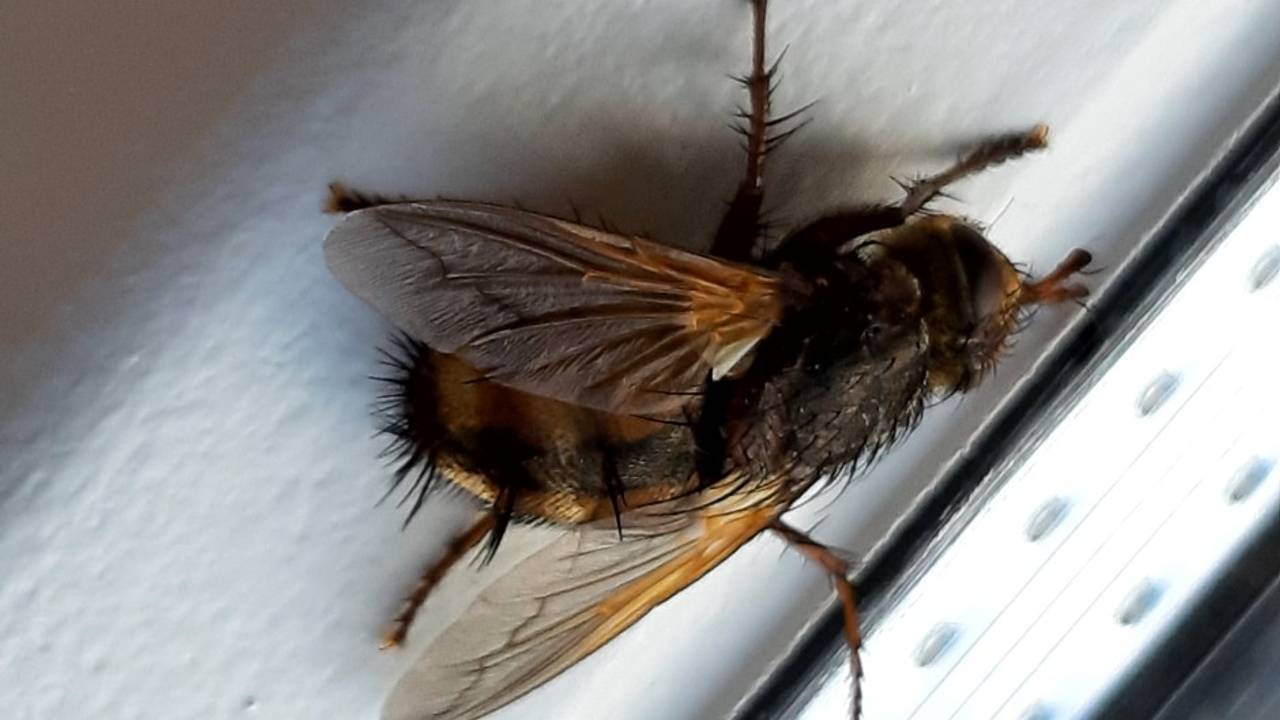 Een woeste sluipvlieg waarvan de wetenschappelijke Tachina fera of Tachina magnicornis is (foto Cora Peemen)