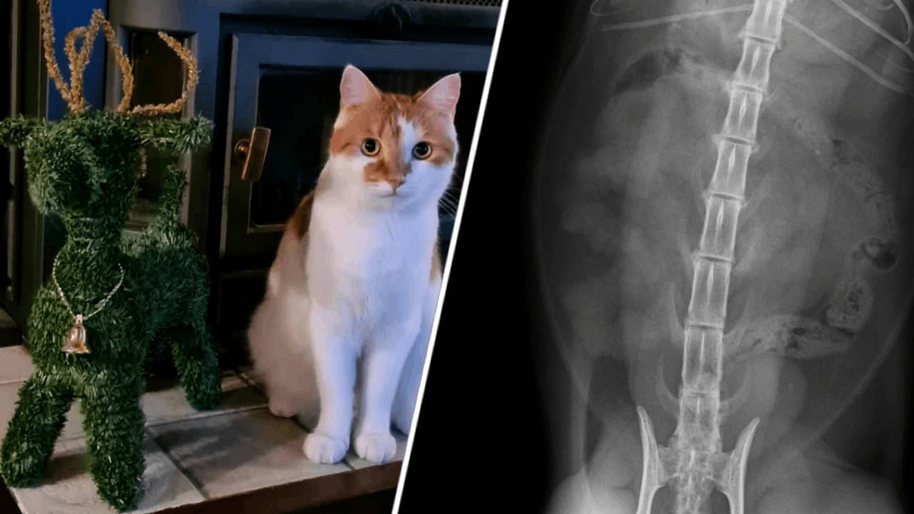 Foto: Dierenkliniek Heusden& Altena.