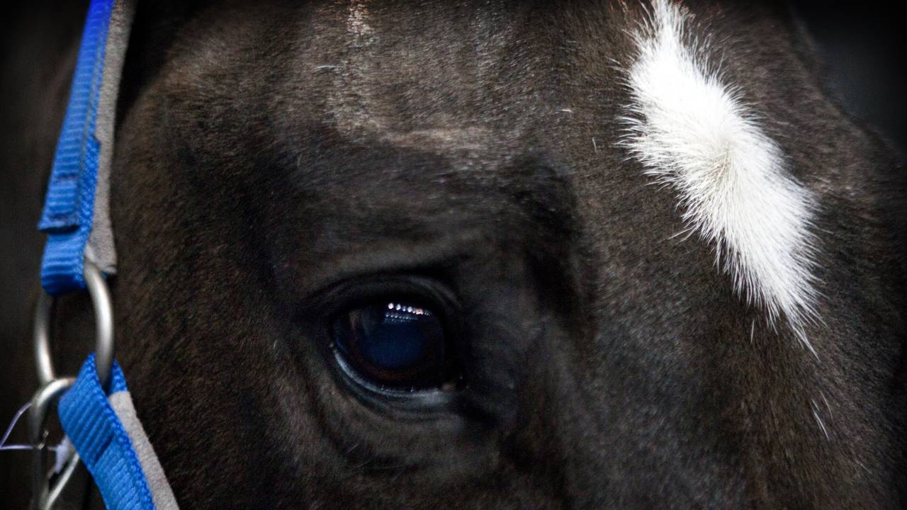 Salinero voor zijn laatste optreden tijdens Indoor Brabant 2013 (foto: ANP/Hollandse Hoogte/Maikel Samuels).