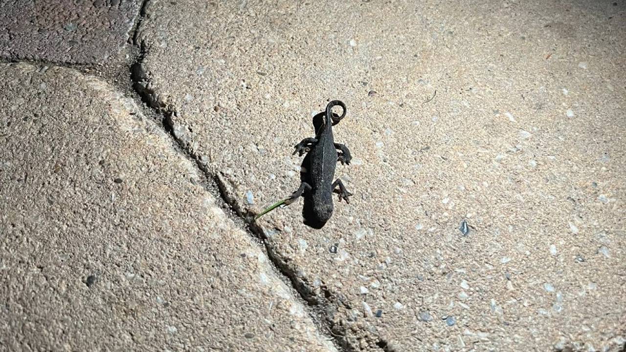 Alpenwatersalamander, op zoek naar een overwinteringsplek (foto:  Mark de Kleijn)