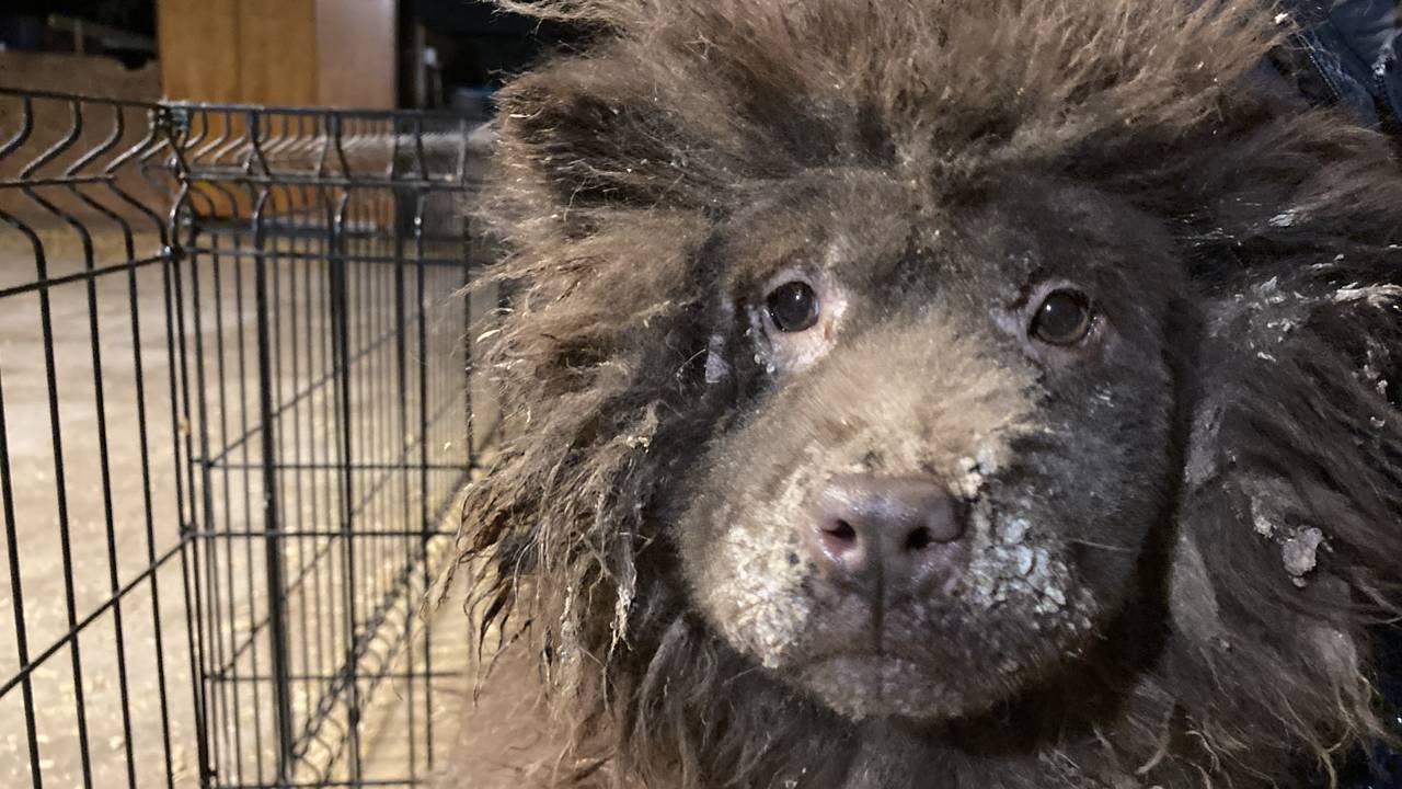 Een van de honden die mee is genomen (foto: Landelijke Inspectie Dierenbescherming).