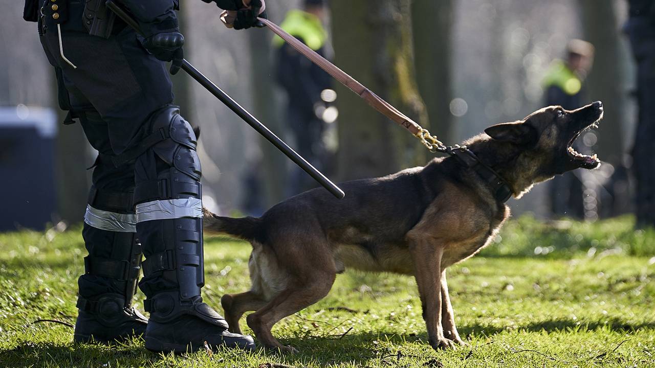 Een politiehond heeft een inbreker gebeten (foto: ANP/archief).