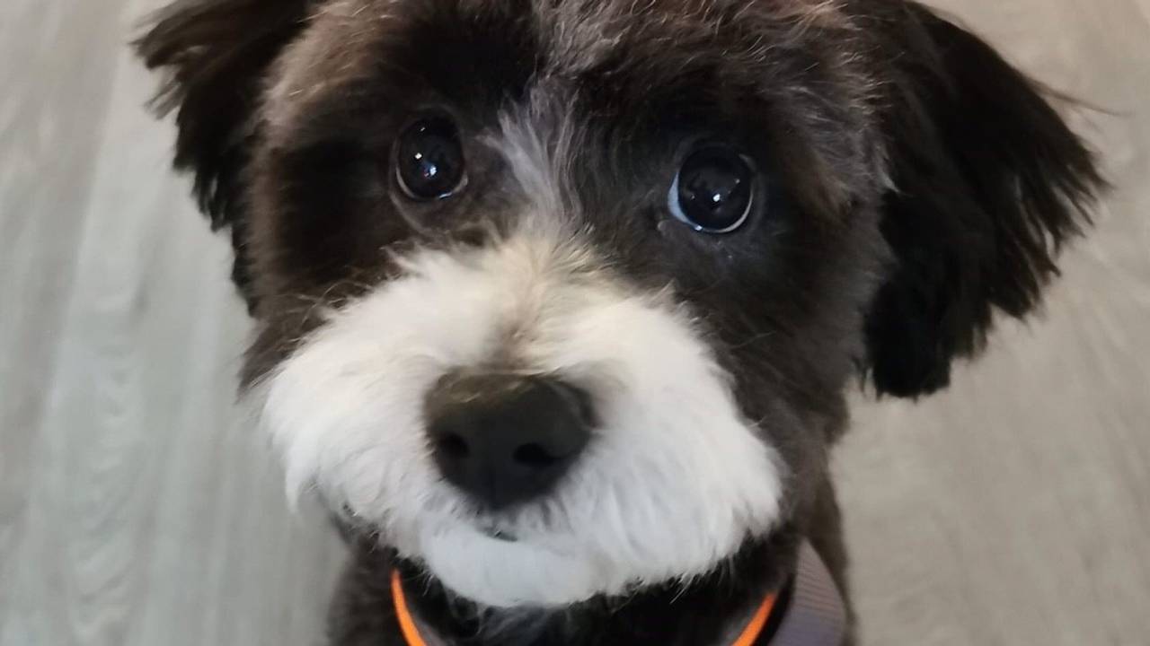 Dolly is net naar de kapper geweest.