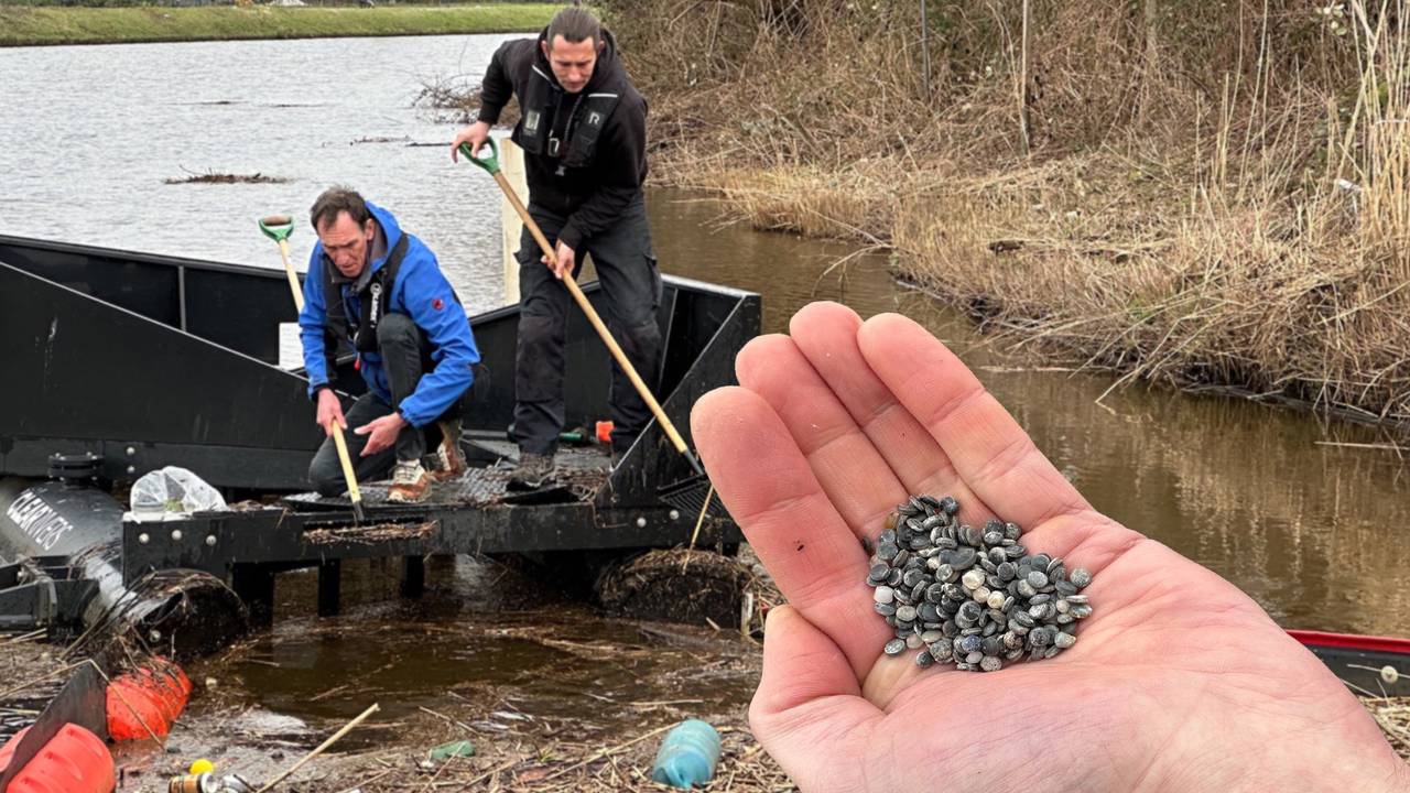Tact Slecht Samenwerking Plastic bolletjes drijven in de Mark en niemand weet waar ze vandaan komen  - Omroep Brabant