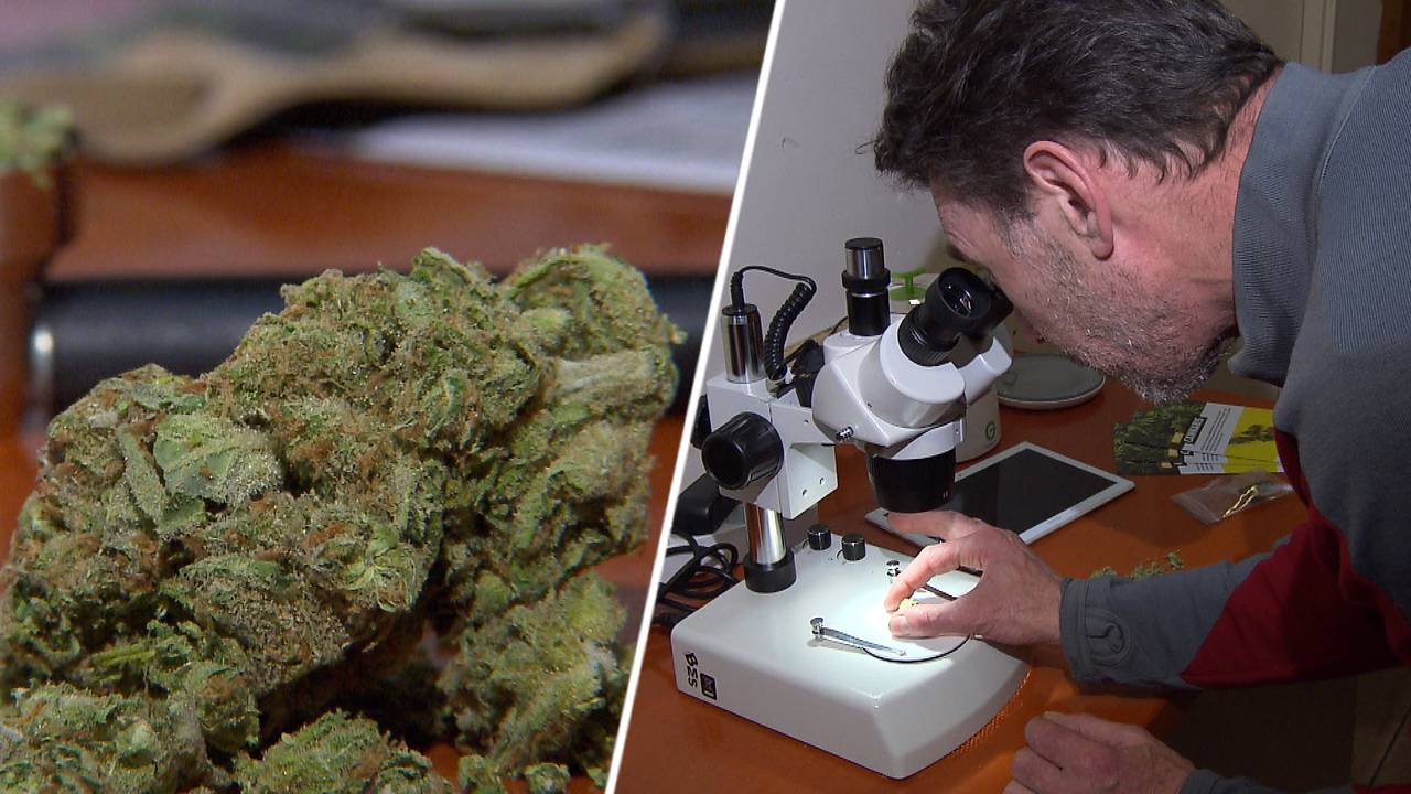 Rick bestudeert de nieuwe wiet door een microscoop.