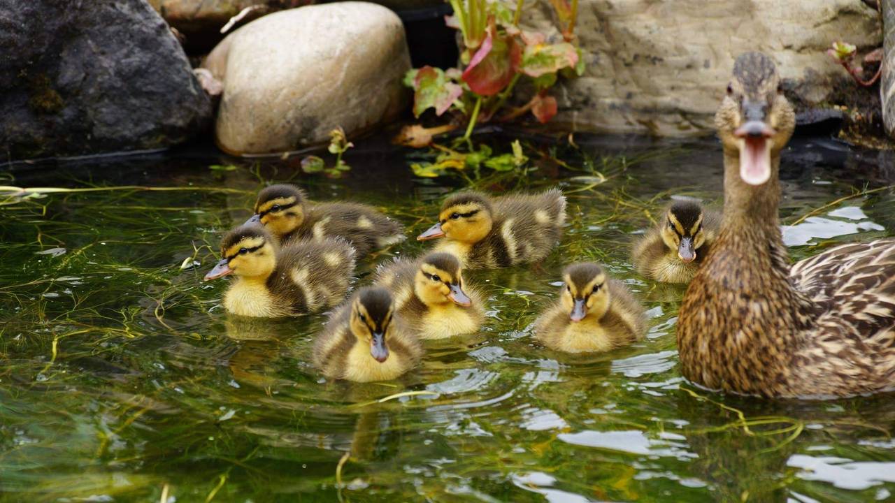 Het is weer druk met pasgeboren eendjes (foto: Jeannete van Brabant).