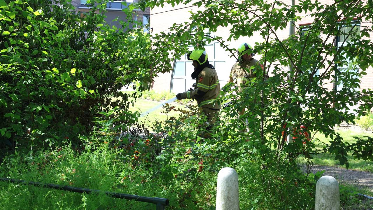 Foto: Sander van Gils / SQ Vision