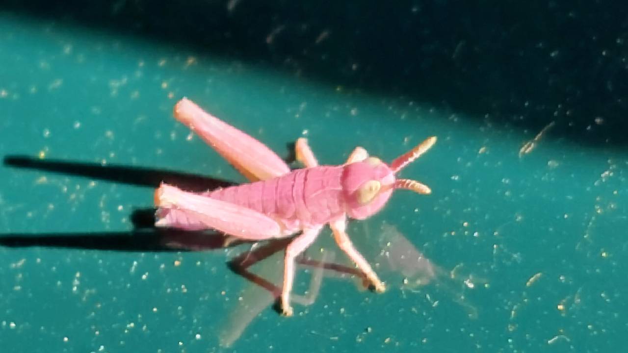 De roze sprinkhaan op de voordeur bij Tom in Sint-Michielsgestel (foto: Tom Willemsen).