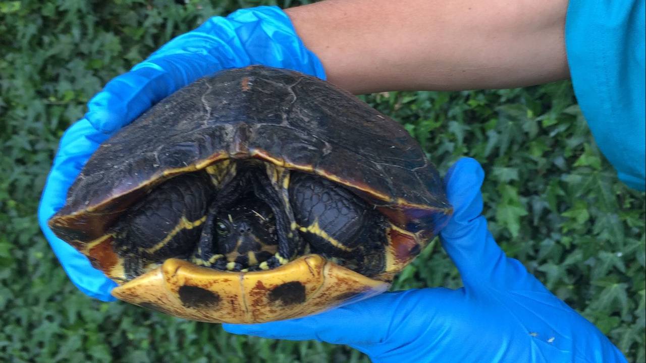 Iedere zomer worden er weer meer schildpadden in de natuur gevonden (foto: Dierenambulance Brabant-Noord).