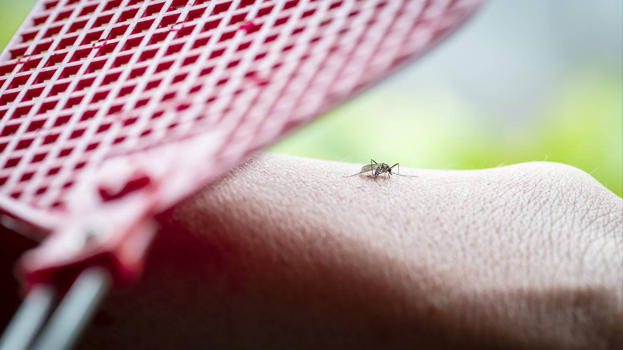 Muggen voel je vaak niet steken, maar je blijft wel achter met jeuk (foto: ANP/Tom van Limpt / Hollandse Hoogte)