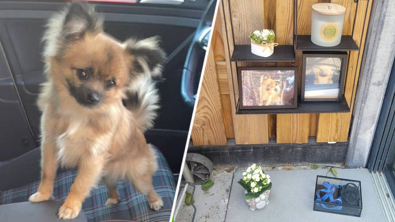 Goofy heeft een altaar gekregen.