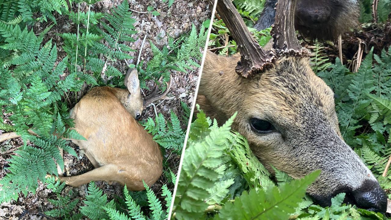 Het dier dat boswachter Erik de Jong in de bossen trof (foto: Erik de Jonge / Twitter). 