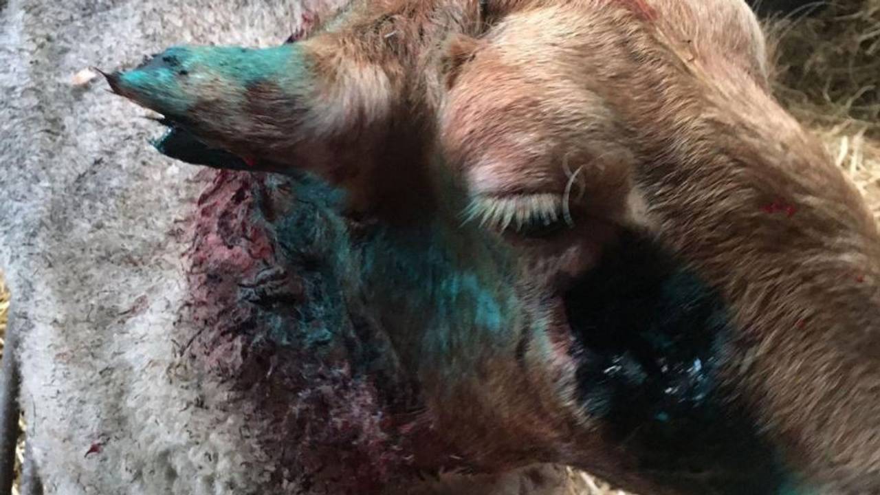 Het schaap raakte gewond (foto: Heeze-Leende24)