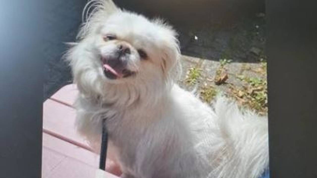 Het hondje dat is achtergelaten (foto: Dierenpolitie Zeeland/West-Brabant).