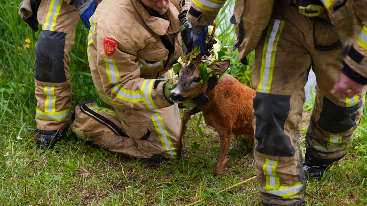 Foto: Harrie Grijseels/SQ Vision