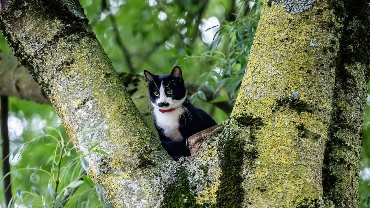 Foto: Jack Brekelmans/SQ Vision