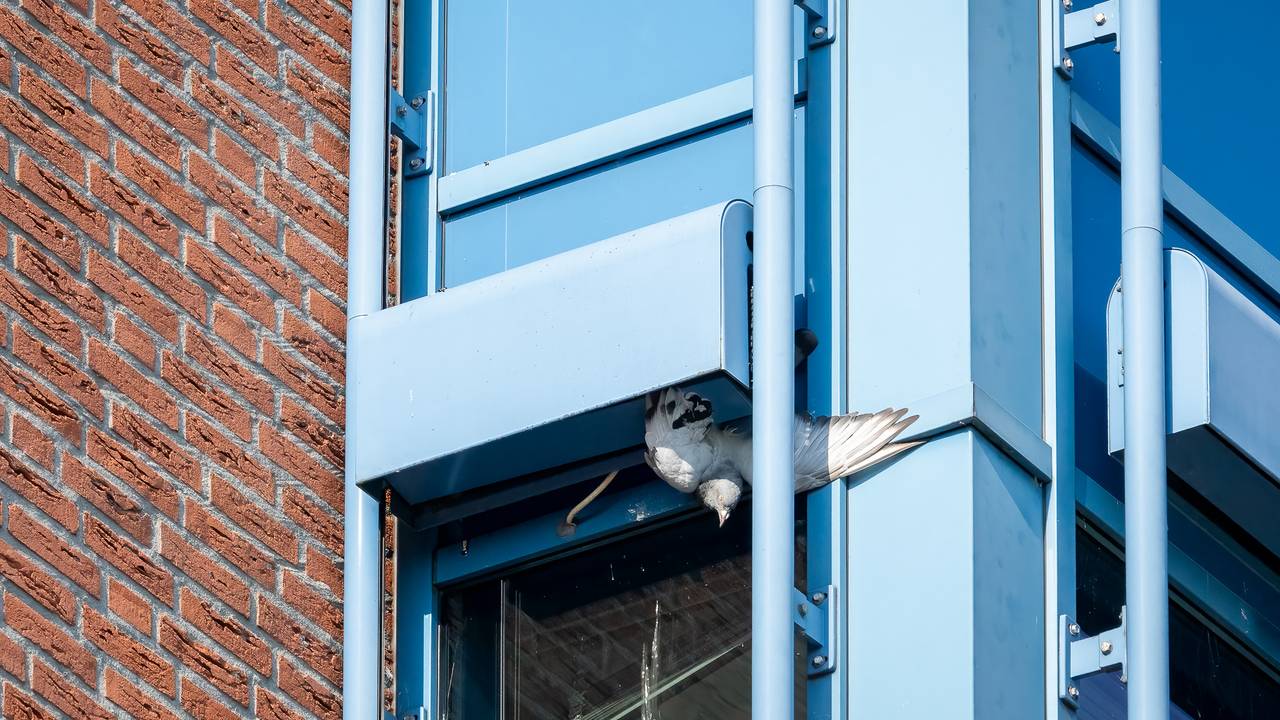 De duif die vastzat in Waalwijk (foto: Iwan van Dun/SQ Vision).
