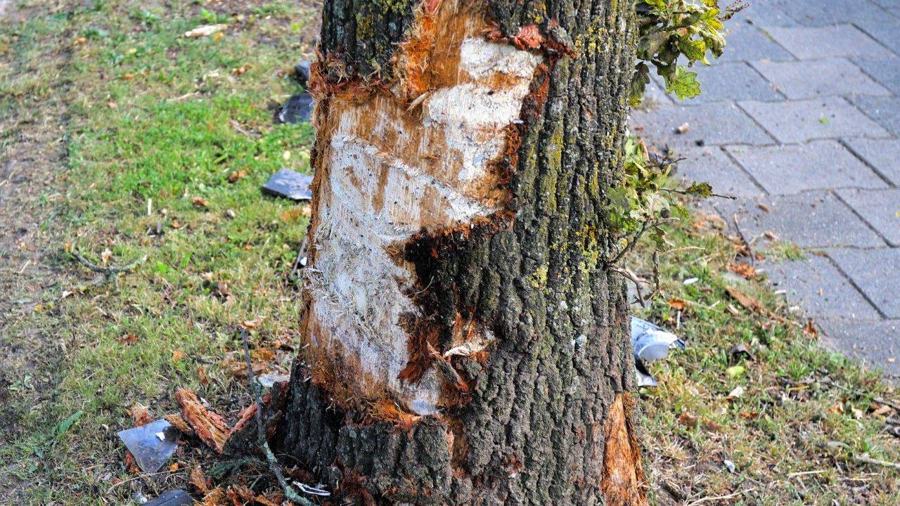 Foto: Bart Meesters / SQ Vision