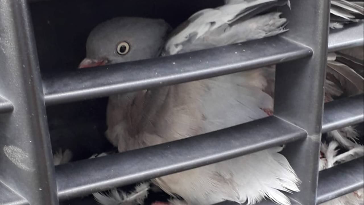 De duif vloog tijdens het rijden in de grill (foto: Dierenambulance Maasland)