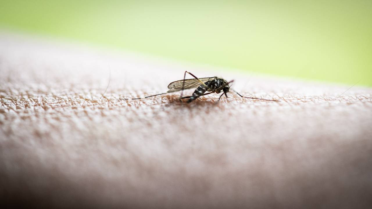 Una zanzara tigre è apparsa in una zona residenziale e i residenti locali hanno ricevuto un messaggio di avvertimento