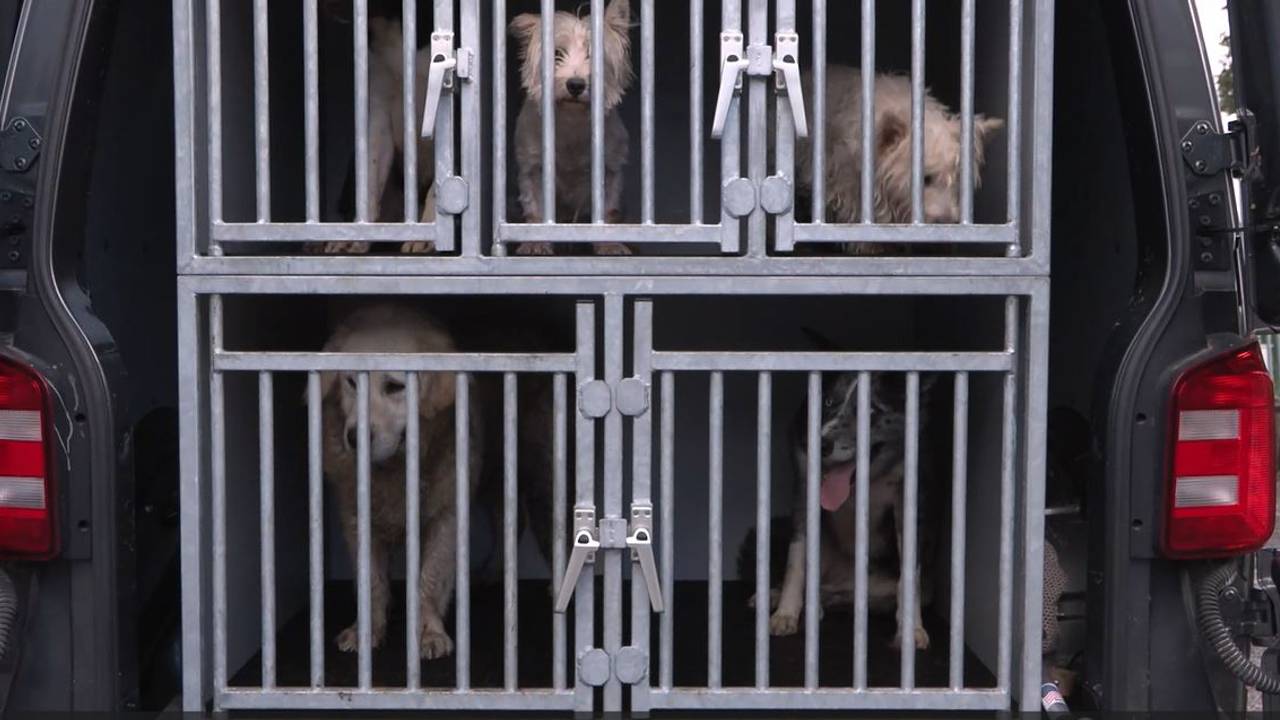 Honden worden meegenomen bij Jan Paridaans (foto: NVWA).