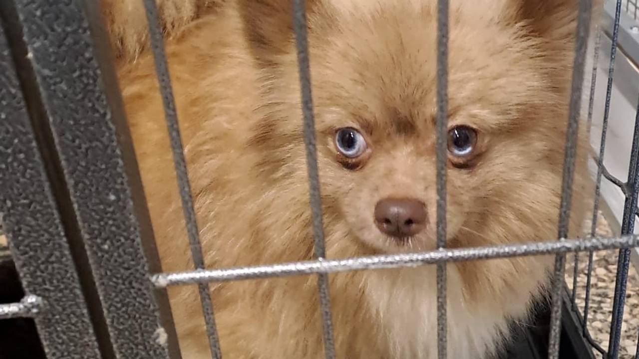 Eén van de in beslag genomen honden, die in België werd gevonden (foto: de Zorghoeve).