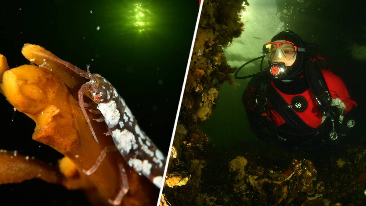 Marco is the hero of the Netherlands thanks to his underwater woodlice