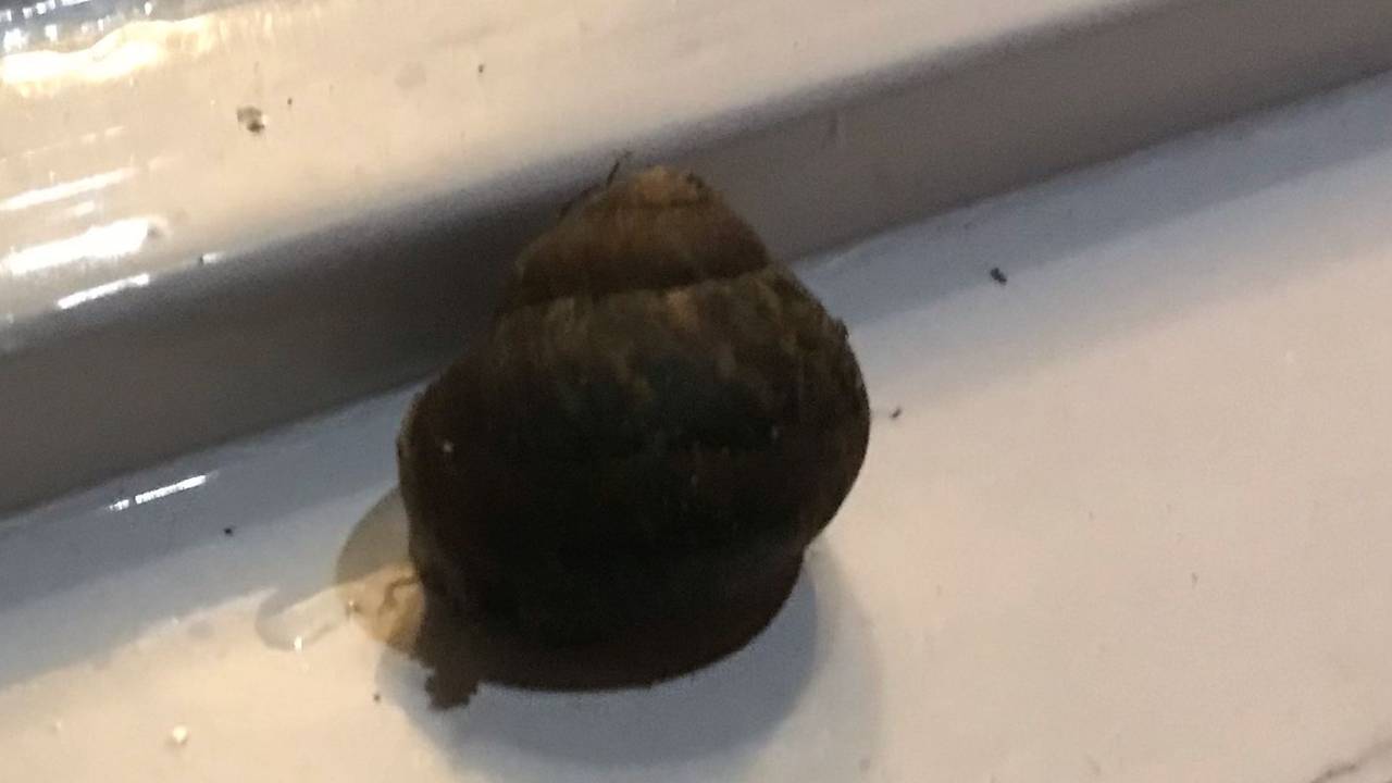 Slakken, vooral segrijnslakken, eten allerlei soorten raamkit. Verven helpt niet, maar wat wel, foto Mia van Rooij