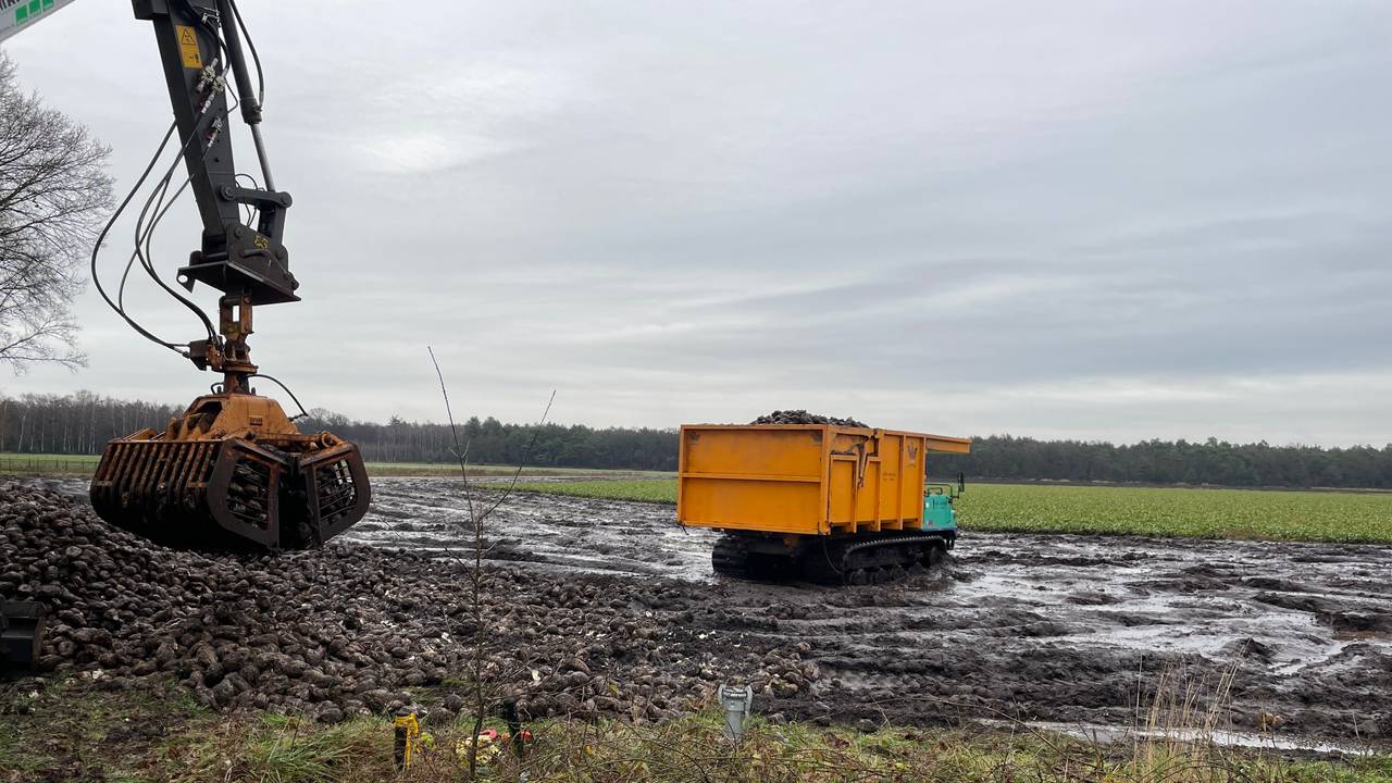 Farmer struggles to harvest sugar beets in flooded fields due to heavy rain