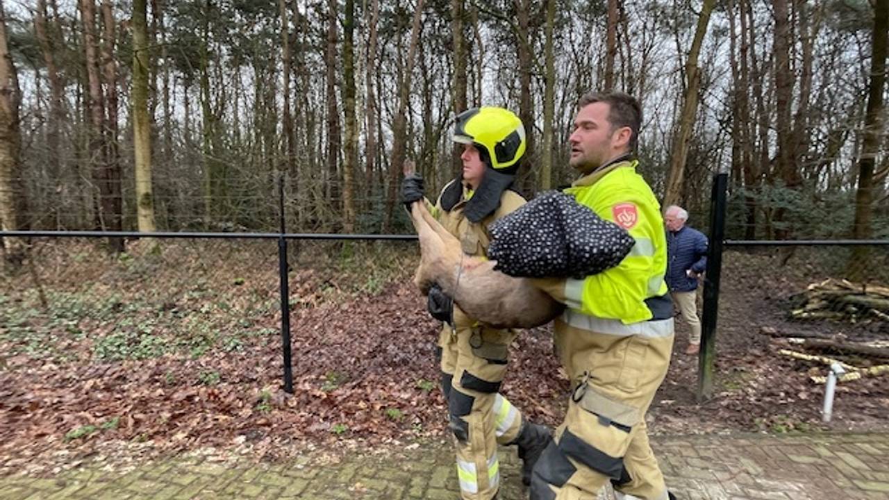Ree bevrijd uit poort (Foto SK-Media).