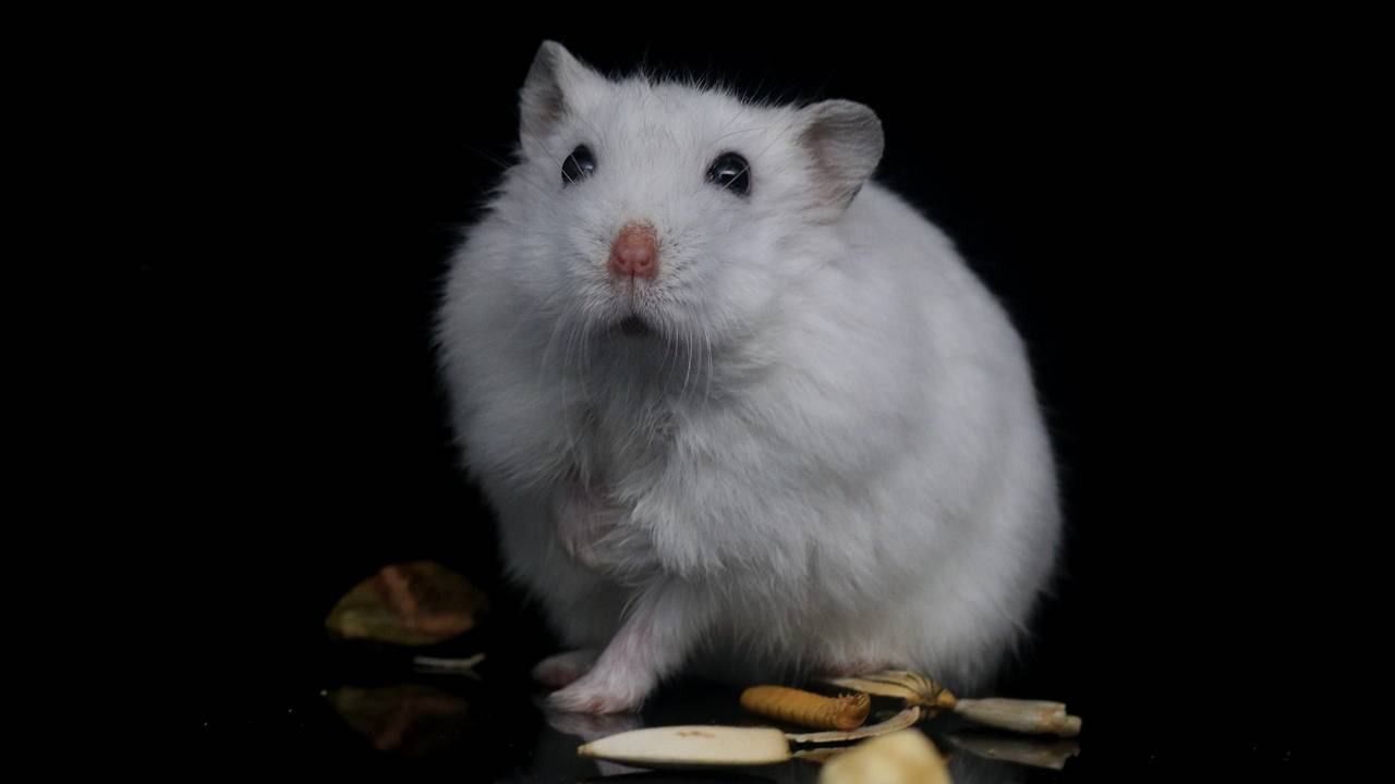 Archieffoto Pixabay. Niet de hamster uit de tekst.